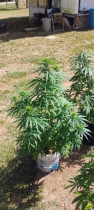 Jamaican feminized seeds grow gallery featuring an outdoor cannabis plant in a white container during early bloom