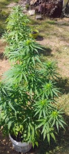 Jamaican feminized seeds grow gallery displaying a series of healthy cannabis plants in an outdoor cultivation setup.