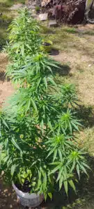 Jamaican feminized seeds grow gallery displaying a series of healthy cannabis plants in an outdoor cultivation setup.