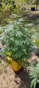 Jamaican seeds grow gallery showing a leafy green cannabis plant thriving in an outdoor garden environment.