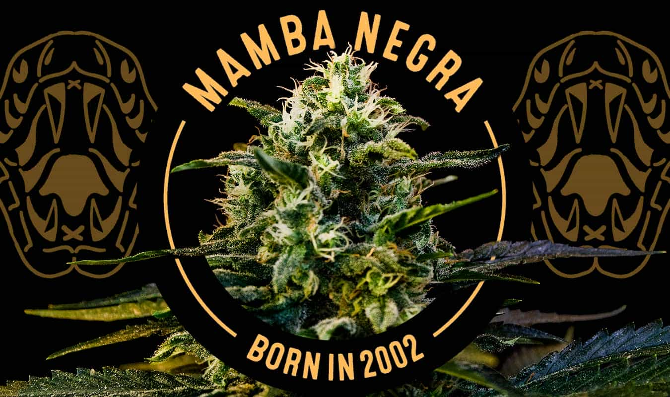 Mamba Negra Seeds Blimburn