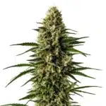 CBD Lemon Skunk bud with a citrus aroma, covered in frosty trichomes.