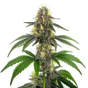 CBD White Widow cannabis plant with dense buds and frosty trichomes on a white background