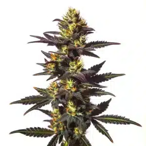 Chocolate Mint regular cannabis plant with dark purple leaves and resin-coated buds