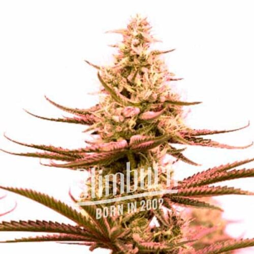 Critical Bilbo Auto