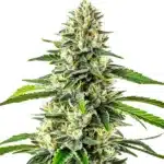 Critical x No Name Auto with thick, frosty bud clusters and wide green leaves.
