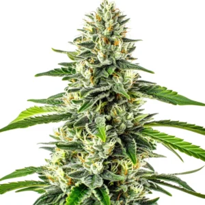 Critical x No Name Auto with thick, frosty bud clusters and wide green leaves.