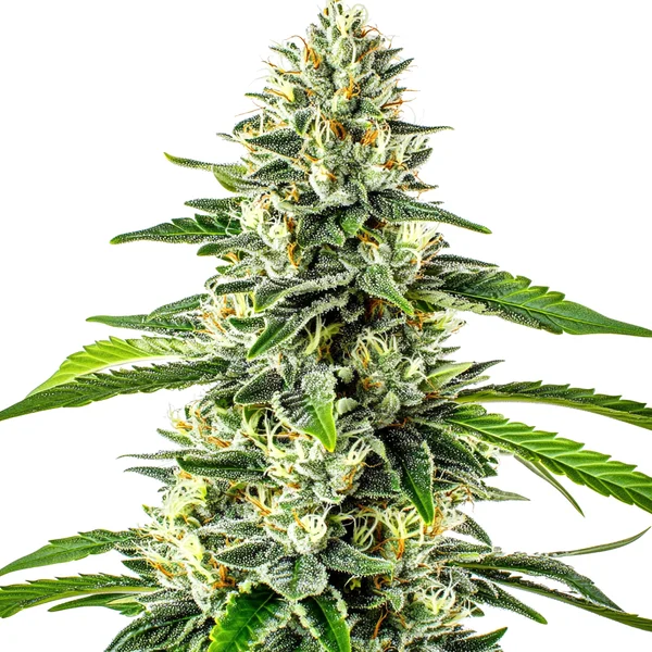Critical x No Name Auto with thick, frosty bud clusters and wide green leaves.