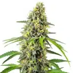 Deimos Auto cannabis plant with compact buds and a frosty trichome layer.