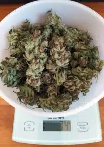 Dried Fruit Auto cannabis buds being weighed on a digital scale in a white bowl.