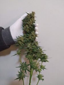 A large central bud of Fruit Auto cannabis held in a gloved hand against a plain background.