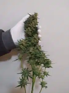 A large central bud of Fruit Auto cannabis held in a gloved hand against a plain background.