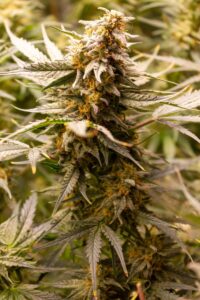 Side profile of a flowering Fruit Auto cannabis branch covered in white resin and orange pistils.