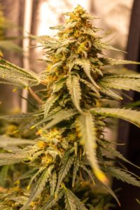 Detailed side view of a Fruit Auto flowering site, showing the stacking of calyxes and the frosty appearance of the genetics.