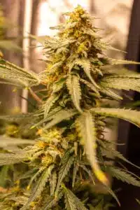 Detailed side view of a Fruit Auto flowering site, showing the stacking of calyxes and the frosty appearance of the genetics.