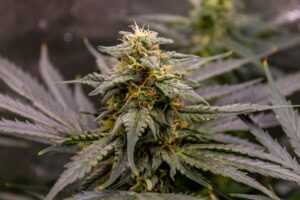 Macro view of a resinous Fruit Auto cannabis bud with crystalline trichomes and orange hairs.