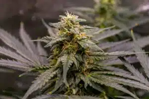 Macro view of a resinous Fruit Auto cannabis bud with crystalline trichomes and orange hairs.