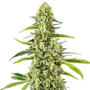 Gorilla Tangie regular cannabis plant with thick buds and bright orange pistils