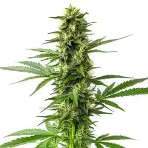Jack Herer regular cannabis plant with elongated buds and classic sativa leaf shape