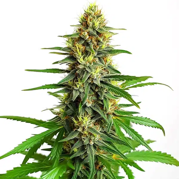 Mazar Regular cannabis plant with dense buds and resinous trichomes.