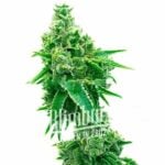NYC Diesel Regular