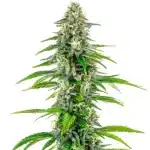 NYC Diesel Regular cannabis plant covered in frosty trichomes.