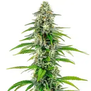 NYC Diesel Regular cannabis plant covered in frosty trichomes.