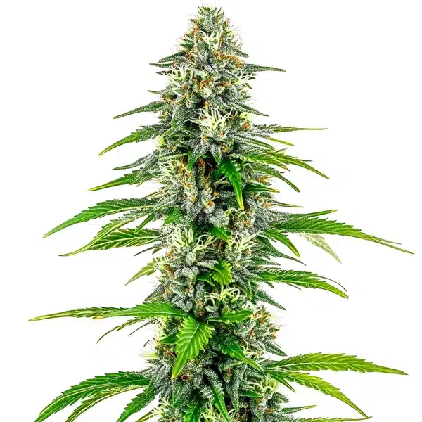 NYC Diesel Regular cannabis plant covered in frosty trichomes.