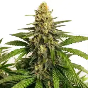 Orange Velvet x Cinderella 99 regular cannabis plant with dense buds and citrus genetics