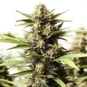 Papas Candy Regular cannabis, dense bud coated in sugary trichomes