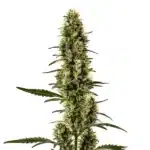 Skunk Regular cannabis plant with compact frosty buds and classic leaf shape.