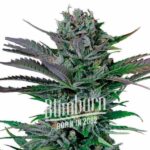 Somango Regular