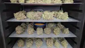 Trimmed Stardawg regular cannabis flowers arranged on silver drying trays within a dark climate-controlled cure box.