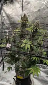 Whole Stardawg regular cannabis plant in a fabric pot showing multiple vertical colas and green fan leaves under a Scrog net.