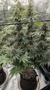 Multiple frosty buds of a Stardawg regular plant growing through a black trellis system in an indoor cultivation setup.
