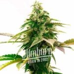 Zkittlez Regular
