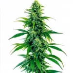 Acapulco Gold Autoflower cannabis plant with tall structure, vibrant green foliage, and dense buds covered in frosty trichomes against a white background