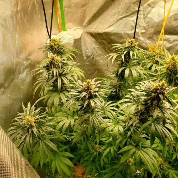 How To Grow Bruce Banner 3 Cannabis Seeds In Indoor