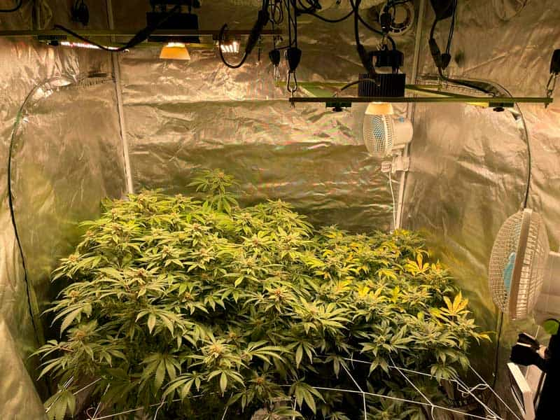 How To Grow Bruce Banner #3 Cannabis Seeds In Indoor