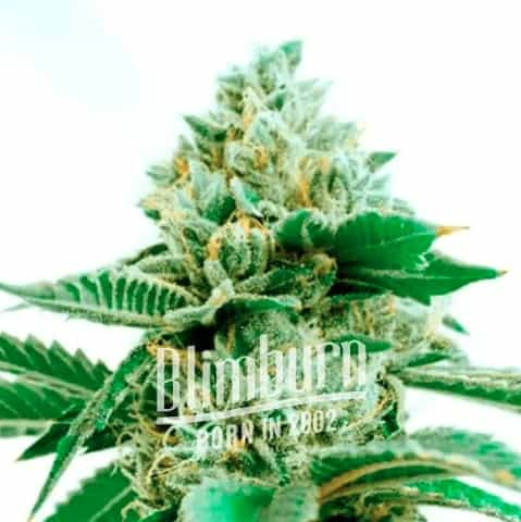 Critical Green Crack Marijuana Plant