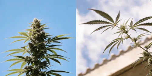 Is your Weed Female or Male?