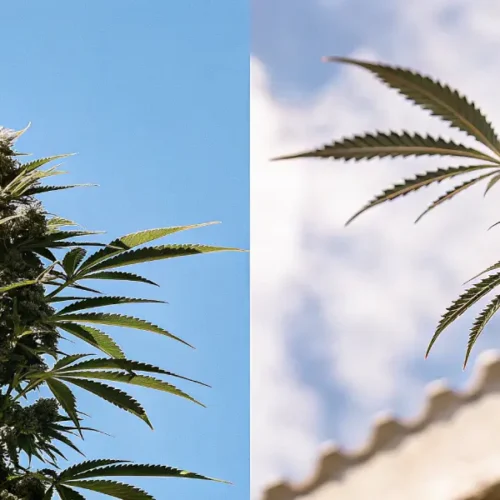 Split image: dense cannabis bud against a clear blue sky (left), and a branch of cannabis against a cloudy sky and building (right).
