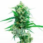 Magnum Auto