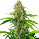 Maxigom Auto cannabis cola covered in resin with fresh green leaves