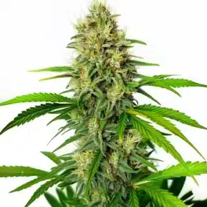 Maxigom Auto cannabis cola covered in resin with fresh green leaves