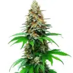 San Fernando Valley Auto plant with thick frosty colas and vibrant green leaves.