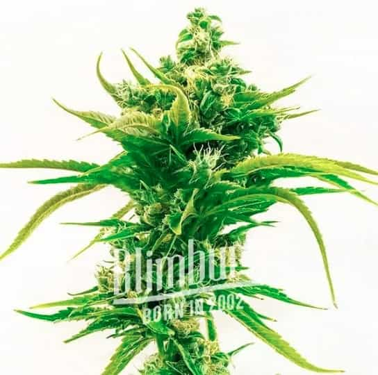 Skunk Diesel Marijuana Plant