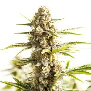 Sour Diesel Kush Regular cannabis cola with thick buds and visible trichomes