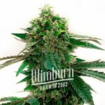 Strawberry Gum Auto