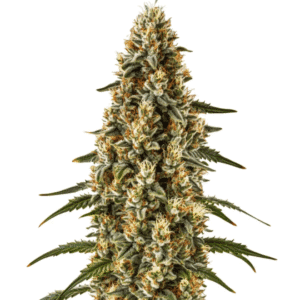 Strawberry Gum Auto cannabis plant with a large central cola during flowering